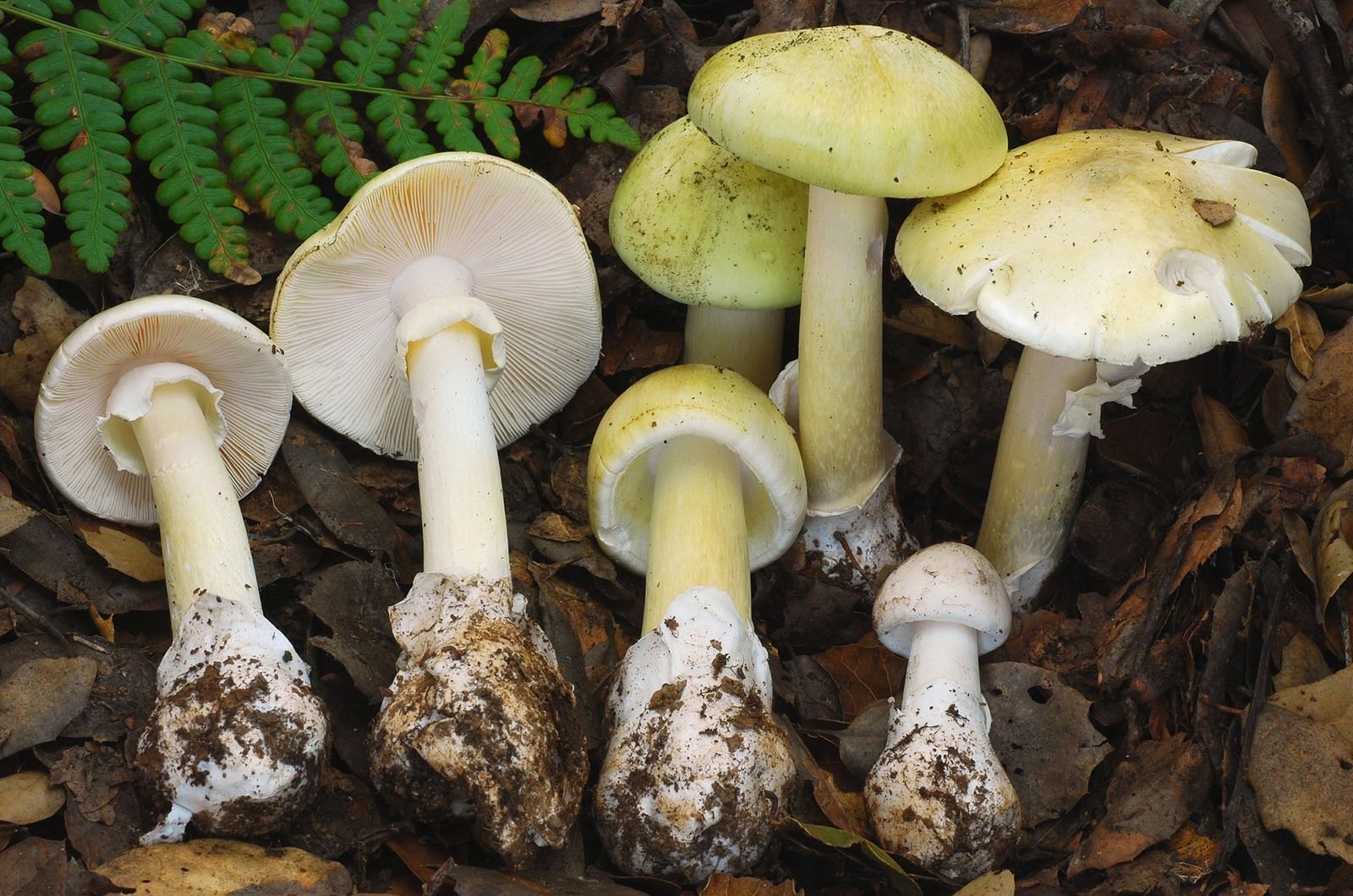 Death cap mushrooms (image via Getty Images)